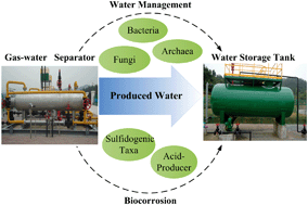 Graphical abstract: Microbial distribution and variation in produced water from separators to storage tanks of shale gas wells in Sichuan Basin, China