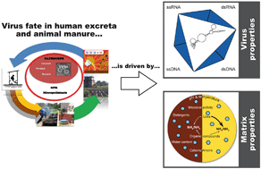 Graphical abstract: Virus inactivation in stored human urine, sludge and animal manure under typical conditions of storage or mesophilic anaerobic digestion