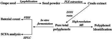 Graphical abstract: In vitro extraction and fermentation of polyphenols from grape seeds (Vitis vinifera) by human intestinal microbiota