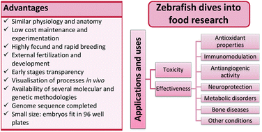 Graphical abstract: Zebrafish dives into food research: effectiveness assessment of bioactive compounds