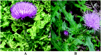 Graphical abstract: Hepatoprotective effect of flavonoids from Cirsium japonicum DC on hepatotoxicity in comparison with silymarin