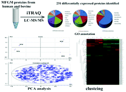 Graphical abstract: Quantitative proteomic analysis of milk fat globule membrane (MFGM) proteins in human and bovine colostrum and mature milk samples through iTRAQ labeling