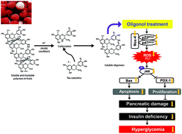 Graphical abstract: Oligonol, a low-molecular-weight polyphenol derived from lychee fruit, protects the pancreas from apoptosis and proliferation via oxidative stress in streptozotocin-induced diabetic rats