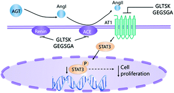 Graphical abstract: Dietary peptides from the non-digestible fraction of Phaseolus vulgaris L. decrease angiotensin II-dependent proliferation in HCT116 human colorectal cancer cells through the blockade of the renin–angiotensin system