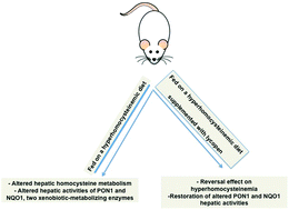 Graphical abstract: Hepatoprotective effects of lycopene on liver enzymes involved in methionine and xenobiotic metabolism in hyperhomocysteinemic rats