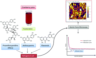 Graphical abstract: Atomic force microscopy-guided fractionation reveals the influence of cranberry phytochemicals on adhesion of Escherichia coli