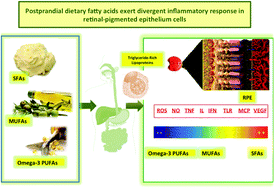 Graphical abstract: Postprandial dietary fatty acids exert divergent inflammatory responses in retinal-pigmented epithelium cells