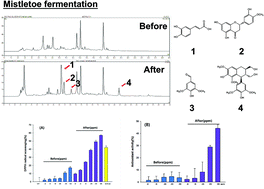Graphical abstract: Enhanced anti-oxidative effect of fermented Korean mistletoe is originated from an increase in the contents of caffeic acid and lyoniresinol