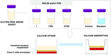 Graphical abstract: Inulin and fructooligosaccharide affect in vitro calcium uptake and absorption from calcium-enriched gluten-free bread