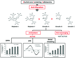 Graphical abstract: Glucitol-core containing gallotannins inhibit the formation of advanced glycation end-products mediated by their antioxidant potential