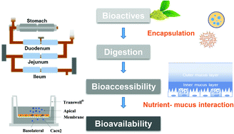 Graphical abstract: Designing food delivery systems: challenges related to the in vitro methods employed to determine the fate of bioactives in the gut