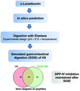 Graphical abstract: Strategies for the release of dipeptidyl peptidase IV (DPP-IV) inhibitory peptides in an enzymatic hydrolyzate of α-lactalbumin