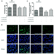 Graphical abstract: Fucoidan from Undaria pinnatifida prevents vascular dysfunction through PI3K/Akt/eNOS-dependent mechanisms in the l-NAME-induced hypertensive rat model