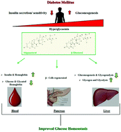 Graphical abstract: The effect of a plant extract enriched in stigmasterol and β-sitosterol on glycaemic status and glucose metabolism in alloxan-induced diabetic rats