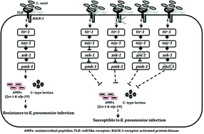 Graphical abstract: Lactobacillus casei triggers a TLR mediated RACK-1 dependent p38 MAPK pathway in Caenorhabditis elegans to resist Klebsiella pneumoniae infection