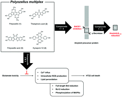 Graphical abstract: β-Secretase (BACE1) inhibitory and neuroprotective effects of p-terphenyls from Polyozellus multiplex