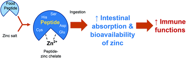 Graphical abstract: Prospects of enhancing dietary zinc bioavailability with food-derived zinc-chelating peptides