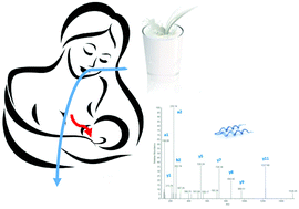 Graphical abstract: Antibody-independent identification of bovine milk-derived peptides in breast-milk