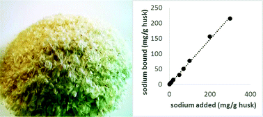 Graphical abstract: Sodium ion interaction with psyllium husk (Plantago sp.)
