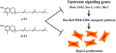 Graphical abstract: δ and γ tocotrienols suppress human hepatocellular carcinoma cell proliferation via regulation of Ras-Raf-MEK-ERK pathway-associated upstream signaling