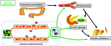 Graphical abstract: Antidiabetic (type 2) effects of Lactobacillus G15 and Q14 in rats through regulation of intestinal permeability and microbiota