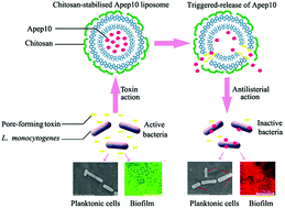 Graphical abstract: A chitosan-coated liposome encapsulating antibacterial peptide, Apep10: characterisation, triggered-release effects and antilisterial activity in thaw water of frozen chicken