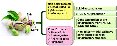 Graphical abstract: In vitro lipolytic, antioxidant and anti-inflammatory activities of roasted pistachio kernel and skin constituents
