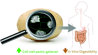 Graphical abstract: Composition and structure of tuber cell walls affect in vitro digestibility of potato (Solanum tuberosum L.)