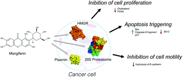 Graphical abstract: Mangiferin blocks proliferation and induces apoptosis of breast cancer cells via suppression of the mevalonate pathway and by proteasome inhibition