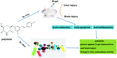 Graphical abstract: Polydatin attenuates d-galactose-induced liver and brain damage through its anti-oxidative, anti-inflammatory and anti-apoptotic effects in mice