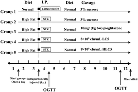 Graphical abstract: A comparative study of the antidiabetic effects exerted by live and dead multi-strain probiotics in the type 2 diabetes model of mice