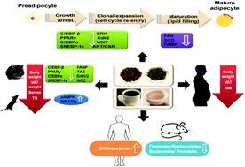 Graphical abstract: Molecular mechanisms of the anti-obesity effect of bioactive compounds in tea and coffee