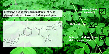 Graphical abstract: Characteristic single glucosinolates from Moringa oleifera: Induction of detoxifying enzymes and lack of genotoxic activity in various model systems