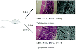 Graphical abstract: Anti-inflammatory effects of Dioscorea alata L. anthocyanins in a TNBS-induced colitis model