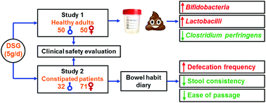 Graphical abstract: Evaluation of clinical safety and beneficial effects of stachyose-enriched α-galacto-oligosaccharides on gut microbiota and bowel function in humans