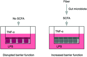 Graphical abstract: Dietary fibre-based SCFA mixtures promote both protection and repair of intestinal epithelial barrier function in a Caco-2 cell model