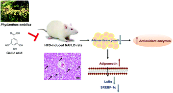 Graphical abstract: The hepatoprotective effect of Phyllanthus emblica L. fruit on high fat diet-induced non-alcoholic fatty liver disease (NAFLD) in SD rats
