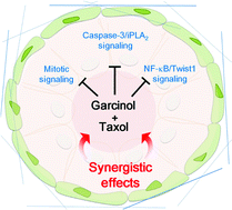 Graphical abstract: Garcinol sensitizes breast cancer cells to Taxol through the suppression of caspase-3/iPLA2 and NF-κB/Twist1 signaling pathways in a mouse 4T1 breast tumor model