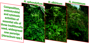 Graphical abstract: Essential oils of three cow parsnips – composition and activity against nosocomial and foodborne pathogens and food contaminants