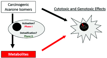 Graphical abstract: In vitro genotoxicity of carcinogenic asarone isomers