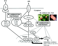 Graphical abstract: Molecular mechanisms of the effects of the ethanolic extract of Muntingia calabura Linn. fruit on lipopolysaccharide-induced pro-inflammatory mediators in macrophages