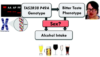 Graphical abstract: A potential sex dimorphism in the relationship between bitter taste and alcohol consumption