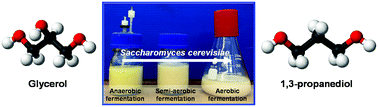 Graphical abstract: Production of 1,3-propanediol from glycerol via fermentation by Saccharomyces cerevisiae