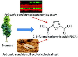 Graphical abstract: The ecotoxicogenomic assessment of soil toxicity associated with the production chain of 2,5-furandicarboxylic acid (FDCA), a candidate bio-based green chemical building block