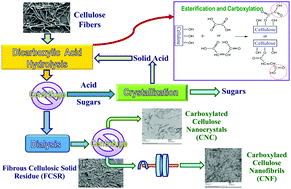 Graphical abstract: Highly thermal-stable and functional cellulose nanocrystals and nanofibrils produced using fully recyclable organic acids