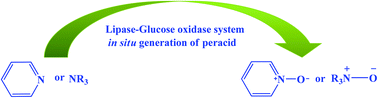 Graphical abstract: A lipase–glucose oxidase system for the efficient oxidation of N-heteroaromatic compounds and tertiary amines