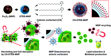 Graphical abstract: Downstream integration of microalgae harvesting and cell disruption by means of cationic surfactant-decorated Fe3O4 nanoparticles