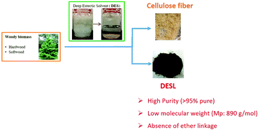 Graphical abstract: Unique low-molecular-weight lignin with high purity extracted from wood by deep eutectic solvents (DES): a source of lignin for valorization