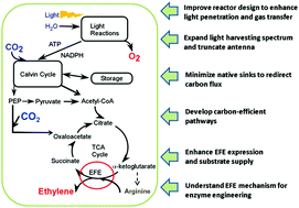 Graphical abstract: Techno-economic analysis of a conceptual biofuel production process from bioethylene produced by photosynthetic recombinant cyanobacteria