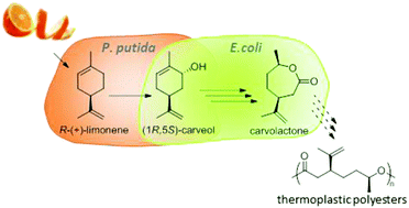 Graphical abstract: From waste to value – direct utilization of limonene from orange peel in a biocatalytic cascade reaction towards chiral carvolactone